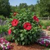 hibiscus des marais luna red f1