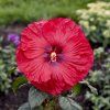 65cf9d08ce75130231e4636f hibiscus valentines crush apj21