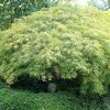 acer dissectum viridis3