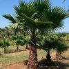 Washingtonia filifera palm