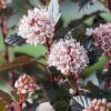Physocarpus opulifolius Donna May PBR syn. Little Devil 14283555
