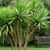 Cordyline australis