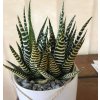 Haworthia super fasciata