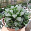 haworthia mutica