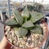 haworthia emelyae v multiflora
