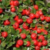 cranberry cotoneaster