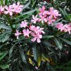 Dwarf Pink Oleander 1024x