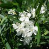 Nerium Oleander White 1024x1024
