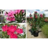 Oleander obyčajný mix farieb -AKCIA
