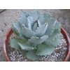 Agave pygmaea
