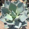 agave dragon toes