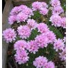 armeria jun.Bevans var