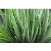 How to Grow Aloe Vera Indoors Cover