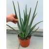 aloe vera plant 4 years old