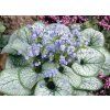 Brunnera macrophylla ‘Jack Frost’