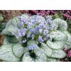 Brunnera Macrophylla - Jack Frost