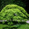 Acer dissectum viridis2