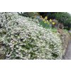 105400317 a bunch of erica carnea flowering subshrub plant also known as springwood white winter heath snow he
