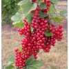 Ribes rubrum 718x750 proportionalsmallest