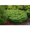 Picea abies NIDIFORMIS  XL