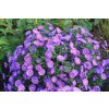 aster magic purple lg