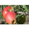Braeburn Apple Tree 13