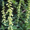 digitalis lutea