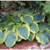 hosta frances williams funkia