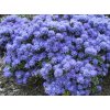 I Grande 4758 rhododendron impeditum blue tit 20 30 cm pot c2 nain.net
