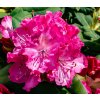 00 rhododendron hybride germania 31949 1 origin img