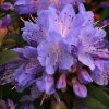 RHODODENDRON MARCEL MENARD