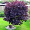 cotinus coggygria royal purple smoke bush deciduous shrub hardy p264 28671 image
