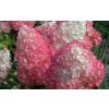 13508 Pinky Winky Hydrangea
