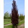 Fagus sylvatica Dawyck Purple