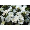 pol pl Azalia japonska Schneeperle Rhododendron obtusum 9908 3