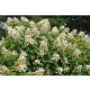 hydrangea paniculata papillon 1