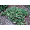 pol pl Jalowiec chinski Expansa Variegata Juniperus chinensis 9692 2
