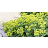 alchemilla mollis 1200 630 FB 06302019 min