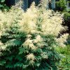 Aruncus dioicus