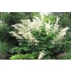 Aruncus dioicus m 1 nbrcg wi 1024x1024