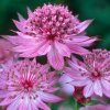 Astrantia major Rosensinfonie