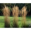 Calamagrostis x acutiflora Karl Foerster 1075 33398982 640x512