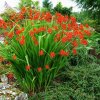 Crocosmia Bulbs Lucifer 1
