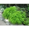 hakonechloa macra