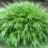 hakonechloa macra p5835 44001 image