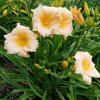 hemerocallis bali hai (1)