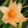 hemerocallis bali hai