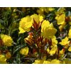 Oenothera Sonnenwende 1283 1d1f5dfd 640x512