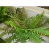 polystichum setiferum dahlem 1 pEb7vBo