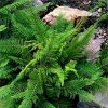 polystichum setiferum plumosum densum 750x750